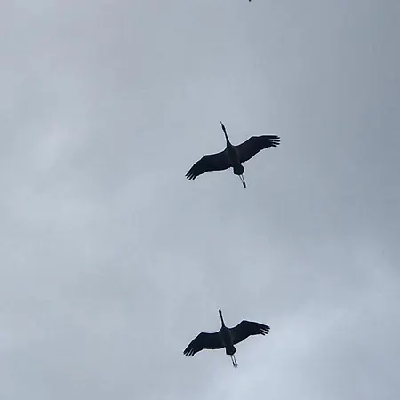 Zur Alten Boddenfischerei Zander Daire